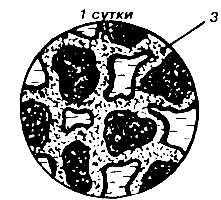 �������������� �������